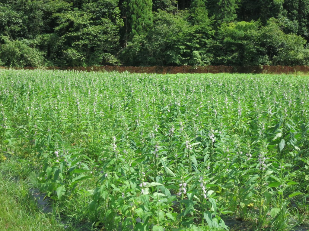 国産胡麻栽培紀